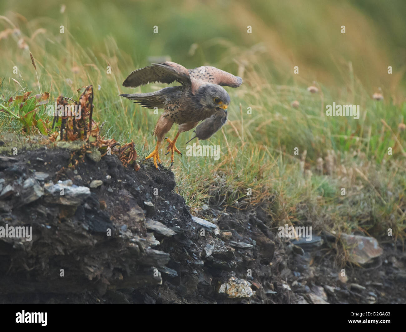 Turmfalke mit Beute Stockfoto