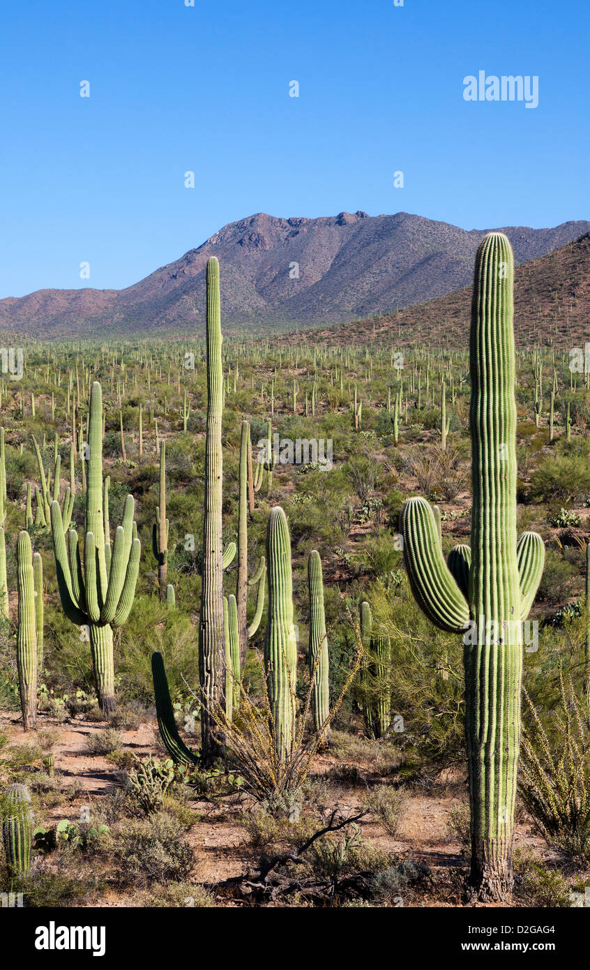 Riesenkakteen im Saguaro Nationalpark, Arizona, USA Stockfoto