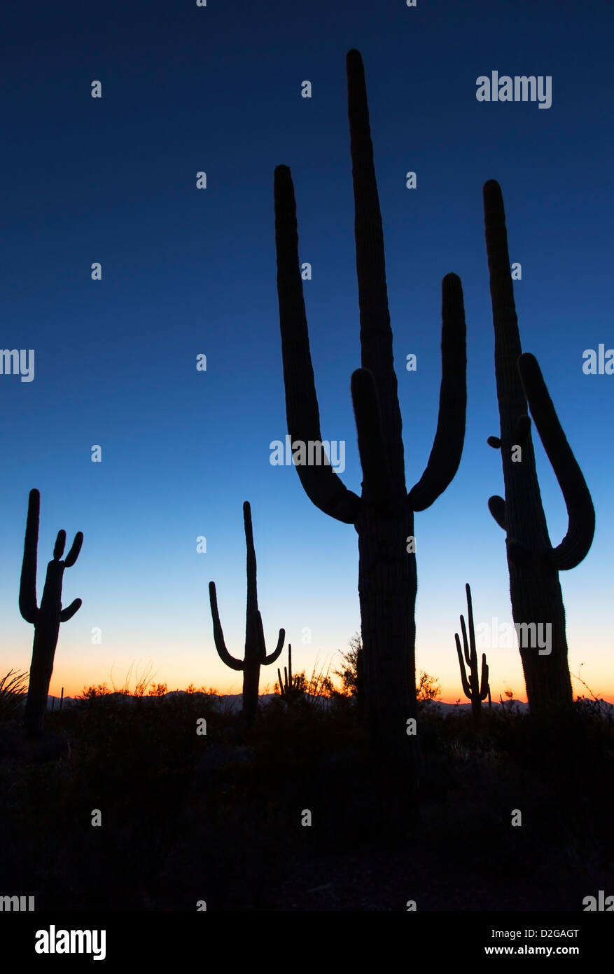 Dämmerung im Saguaro Nationalpark, Arizona, USA Stockfoto