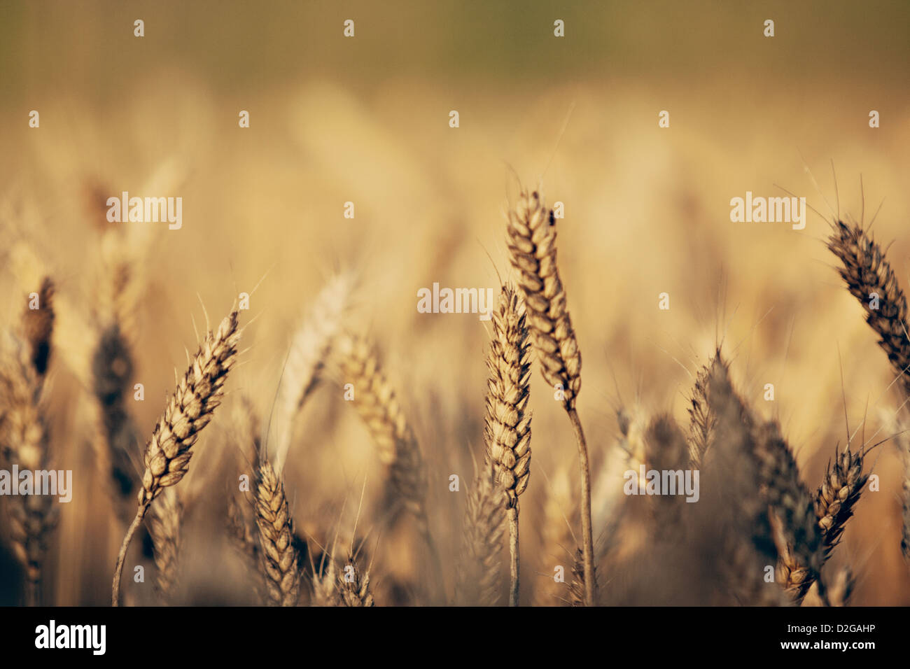 Weizen (Triticum) Stockfoto