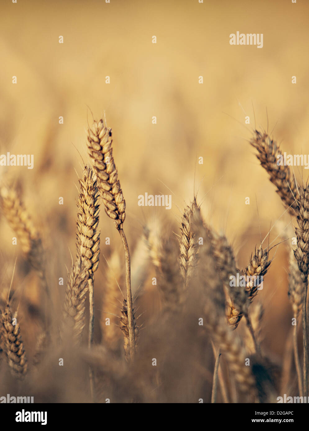 Weizen (Triticum) Stockfoto