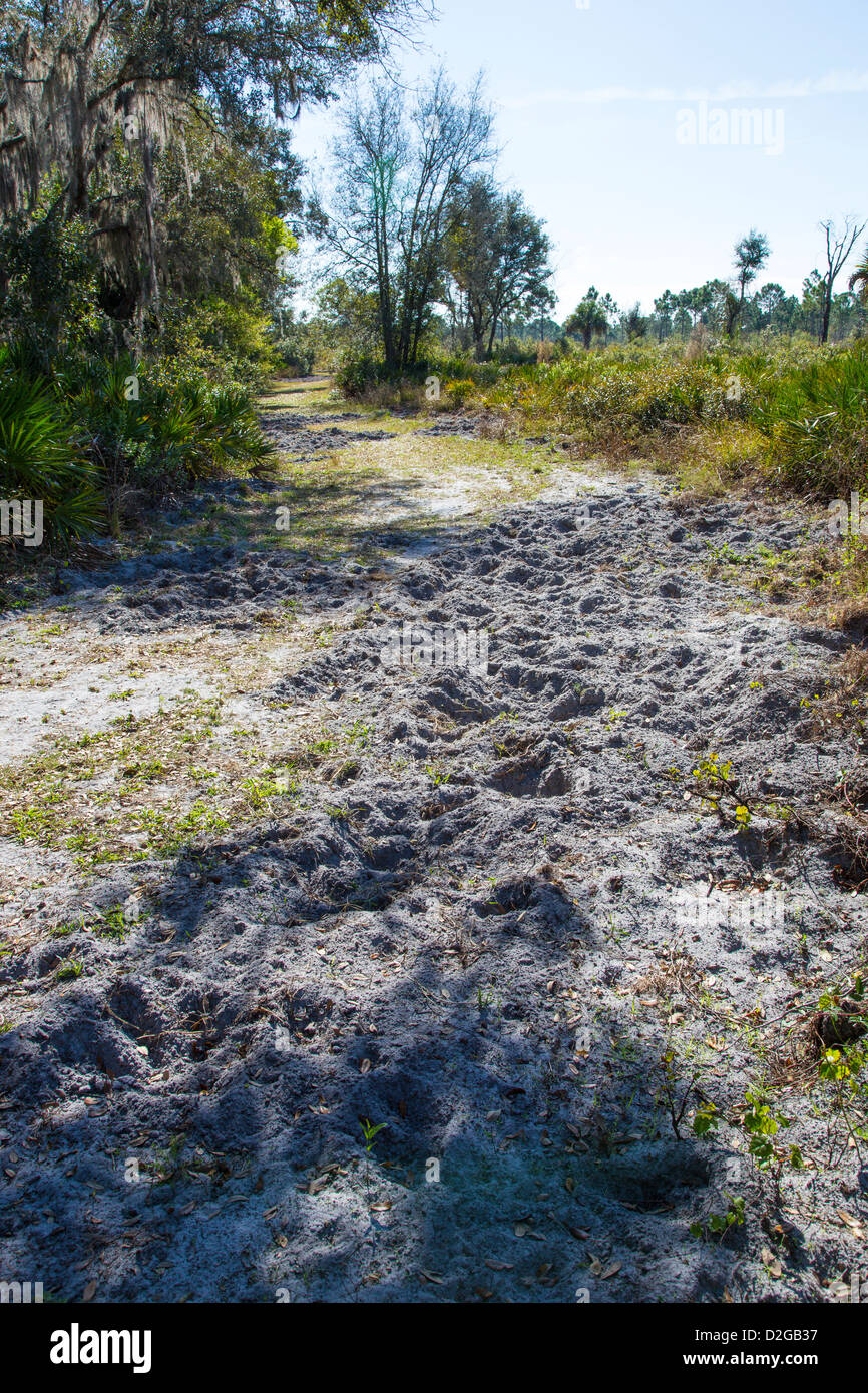 Abschnitt des Weges verursacht durch Wildschweine in Jelks-Reservat in Venice Florida verwurzelt Stockfoto