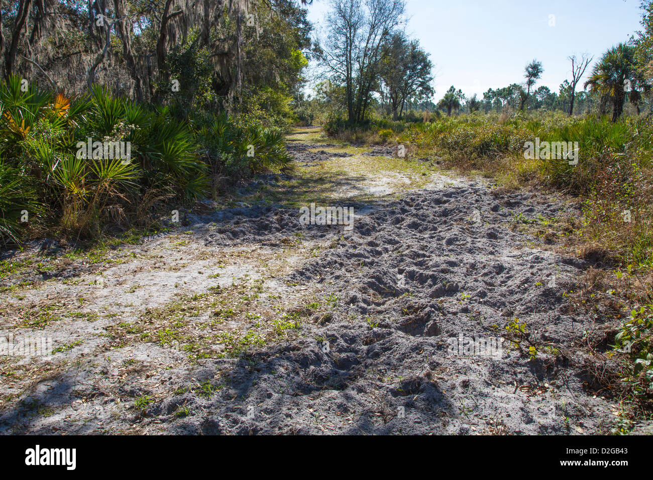 Abschnitt des Weges verursacht durch Wildschweine in Jelks-Reservat in Venice Florida verwurzelt Stockfoto