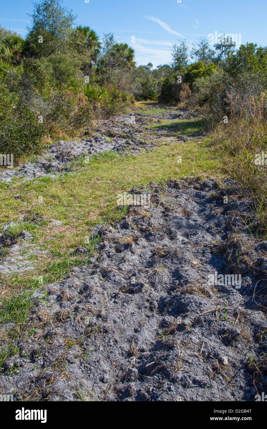 Abschnitt des Weges verursacht durch Wildschweine in Jelks-Reservat in Venice Florida verwurzelt Stockfoto
