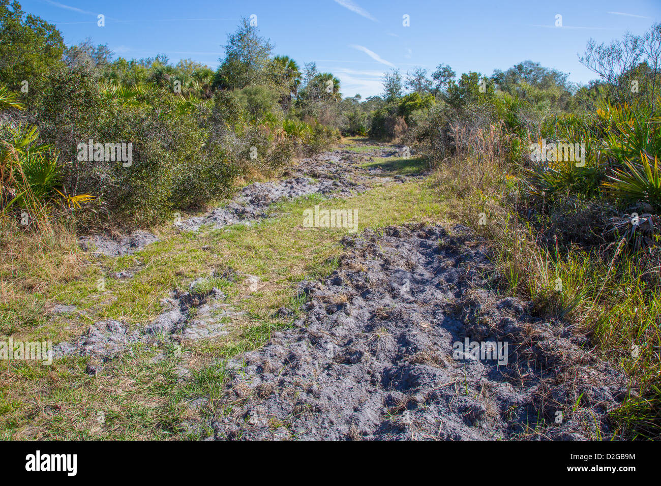 Abschnitt des Weges verursacht durch Wildschweine in Jelks-Reservat in Venice Florida verwurzelt Stockfoto