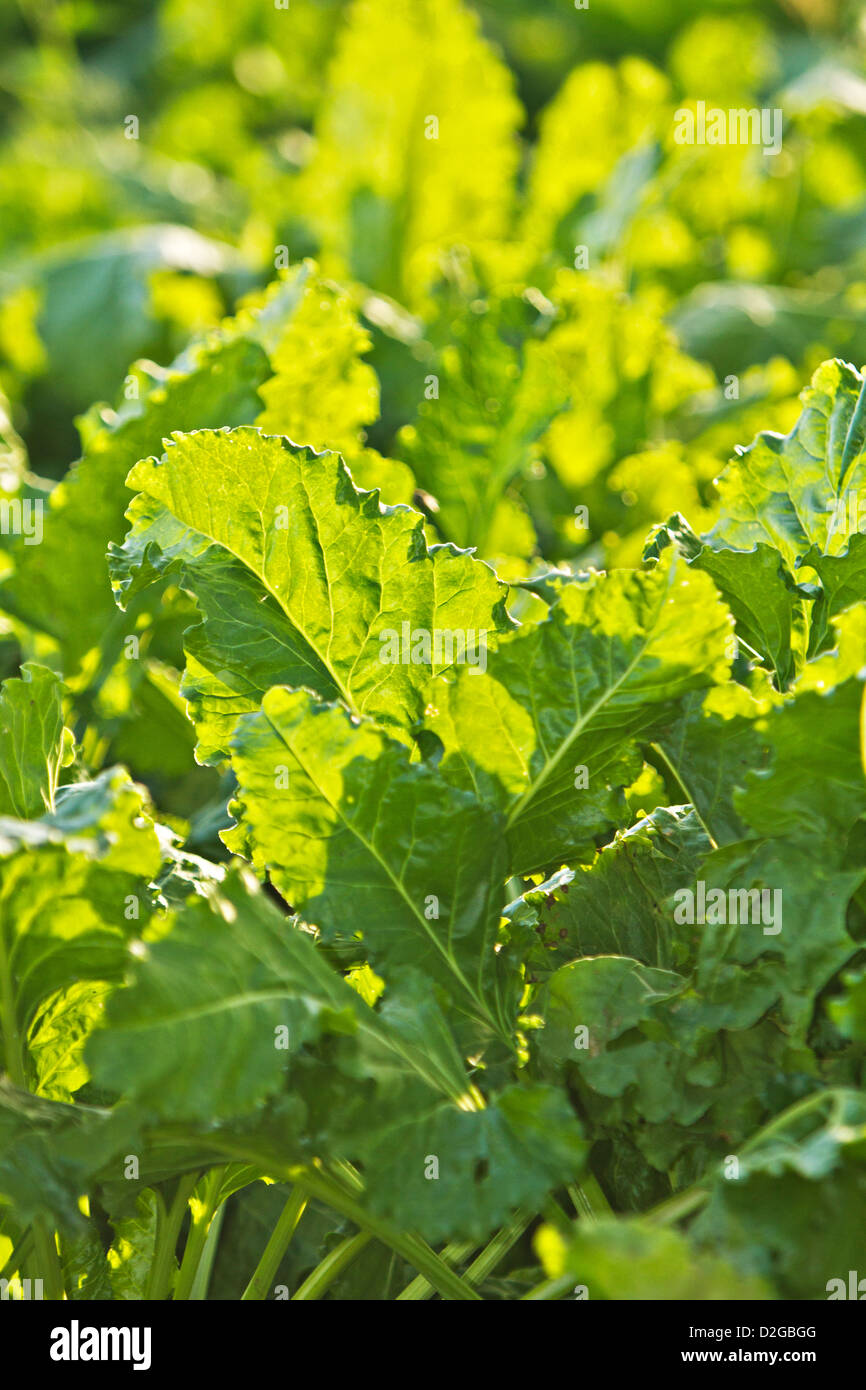 Zuckerrüben angebaut Beta vulgaris Stockfoto