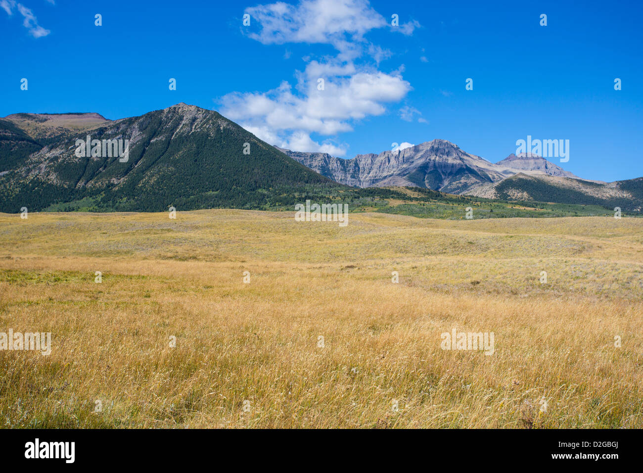 Prairie Grasland in Buffalo Paddock Abschnitt der Waterton Lakes National Park in Alberta, Kanada Stockfoto