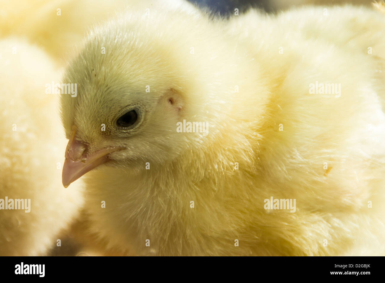 Porträt eines Huhns Stockfoto