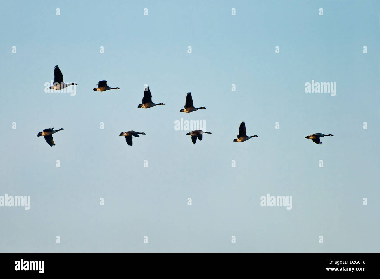 Eine kleine Herde von Kanadagänse fliegen in ein "V" Form Bildung gegen einen blassen blauen Himmel Stockfoto