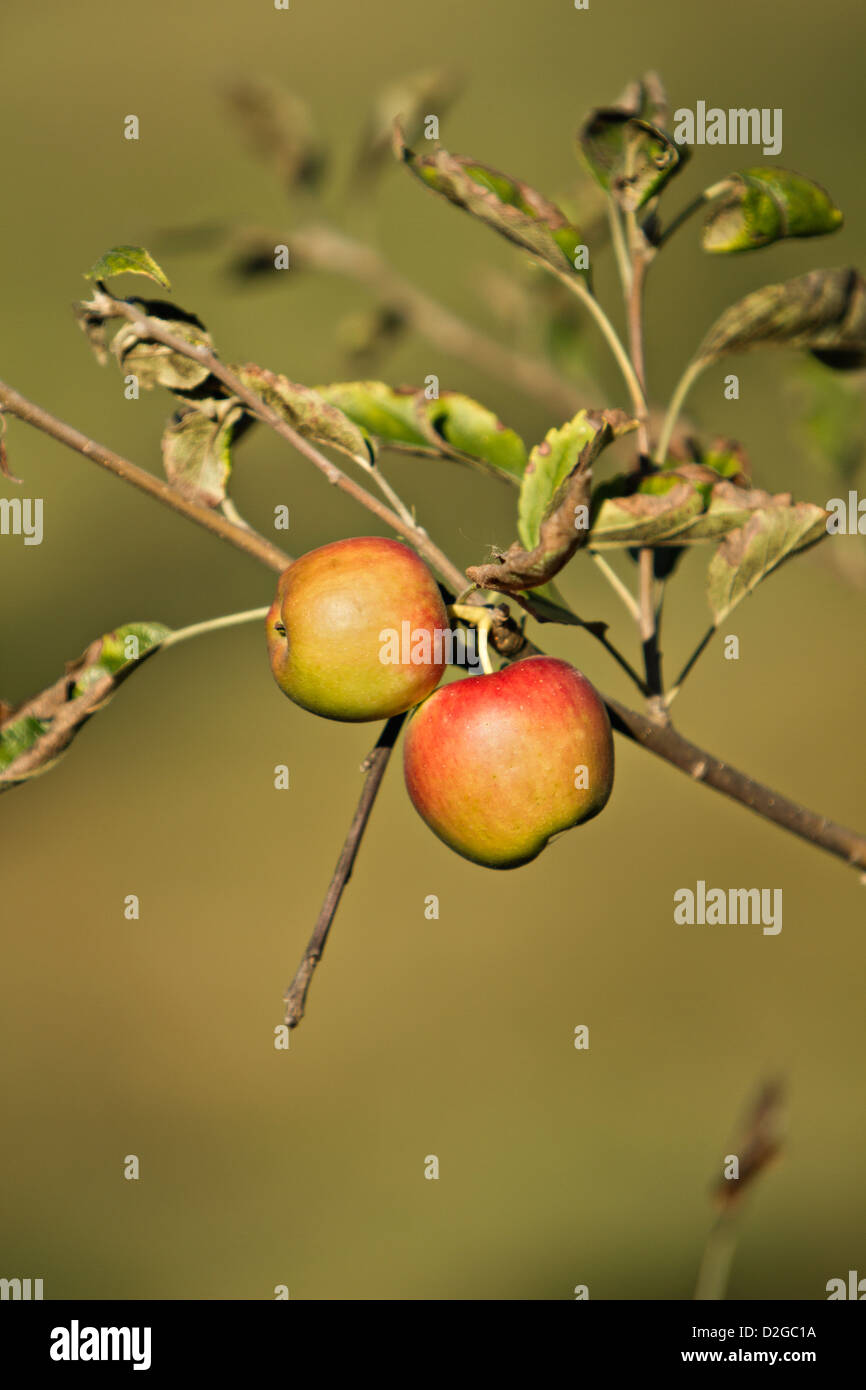 Apfelbaum (Malus) Stockfoto
