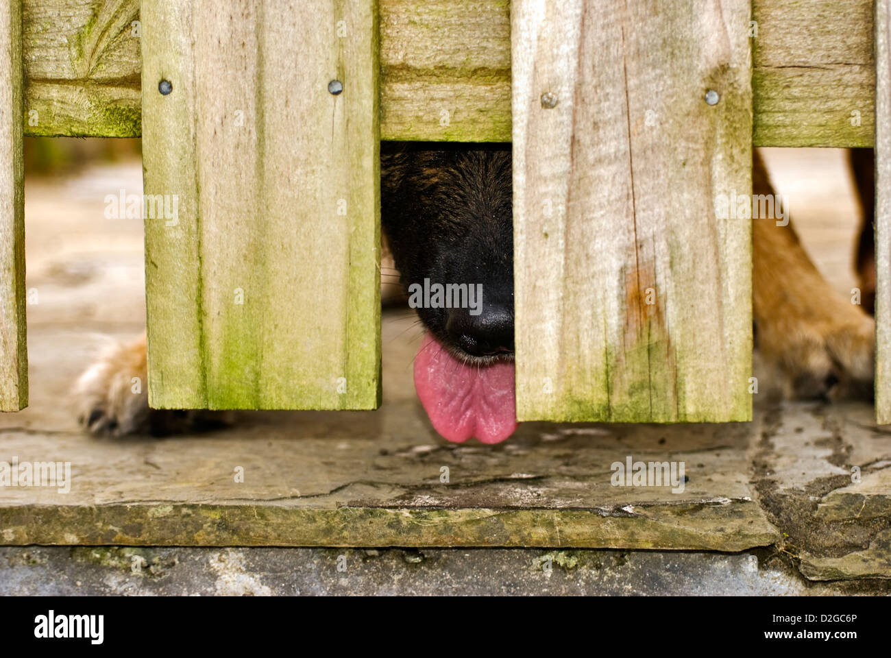 Deutscher Schäferhund waiting von Tor mit Zunge hängt heraus Stockfoto
