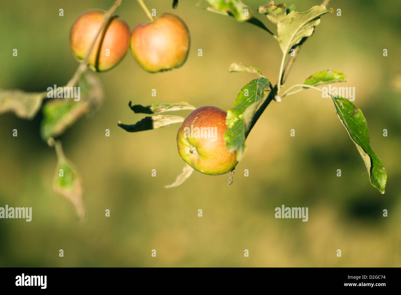 Apfelbaum (Malus) Stockfoto