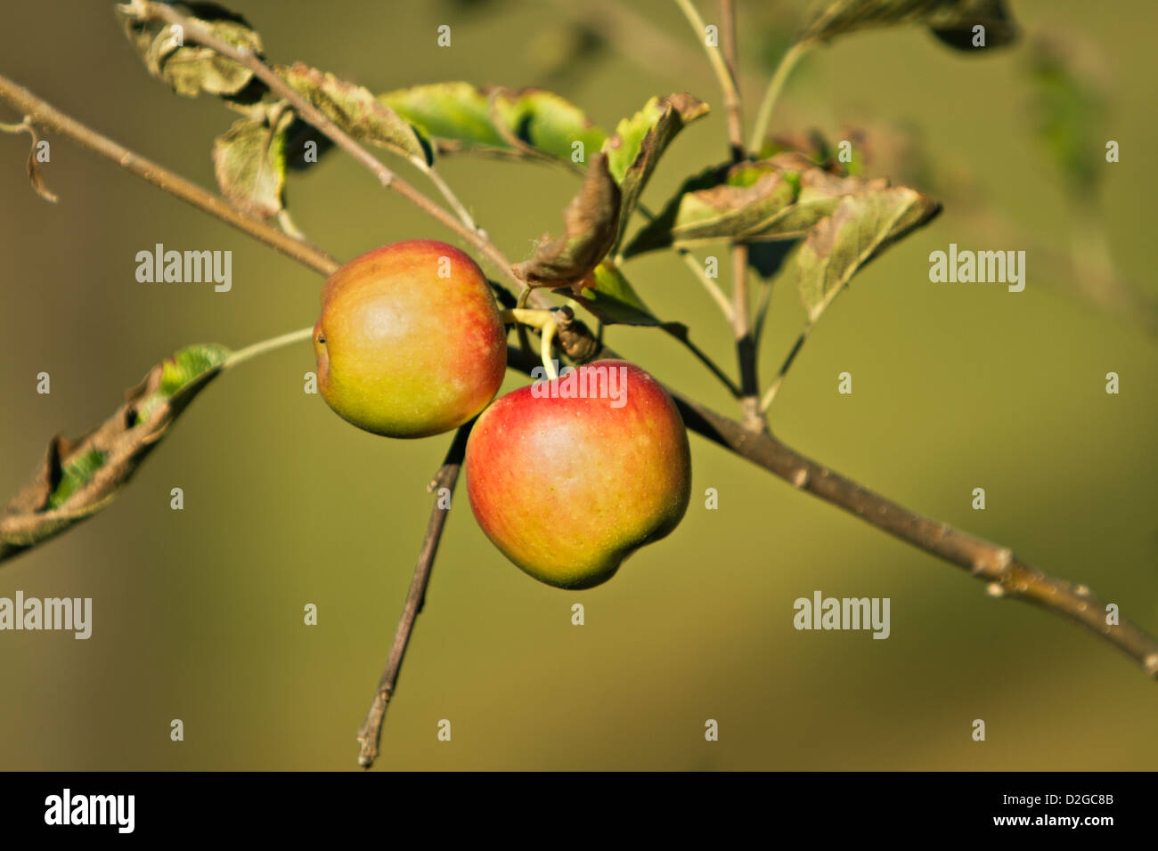 Apfelbaum (Malus) Stockfoto