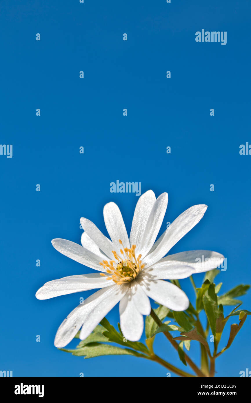 weiße Blume Stockfoto