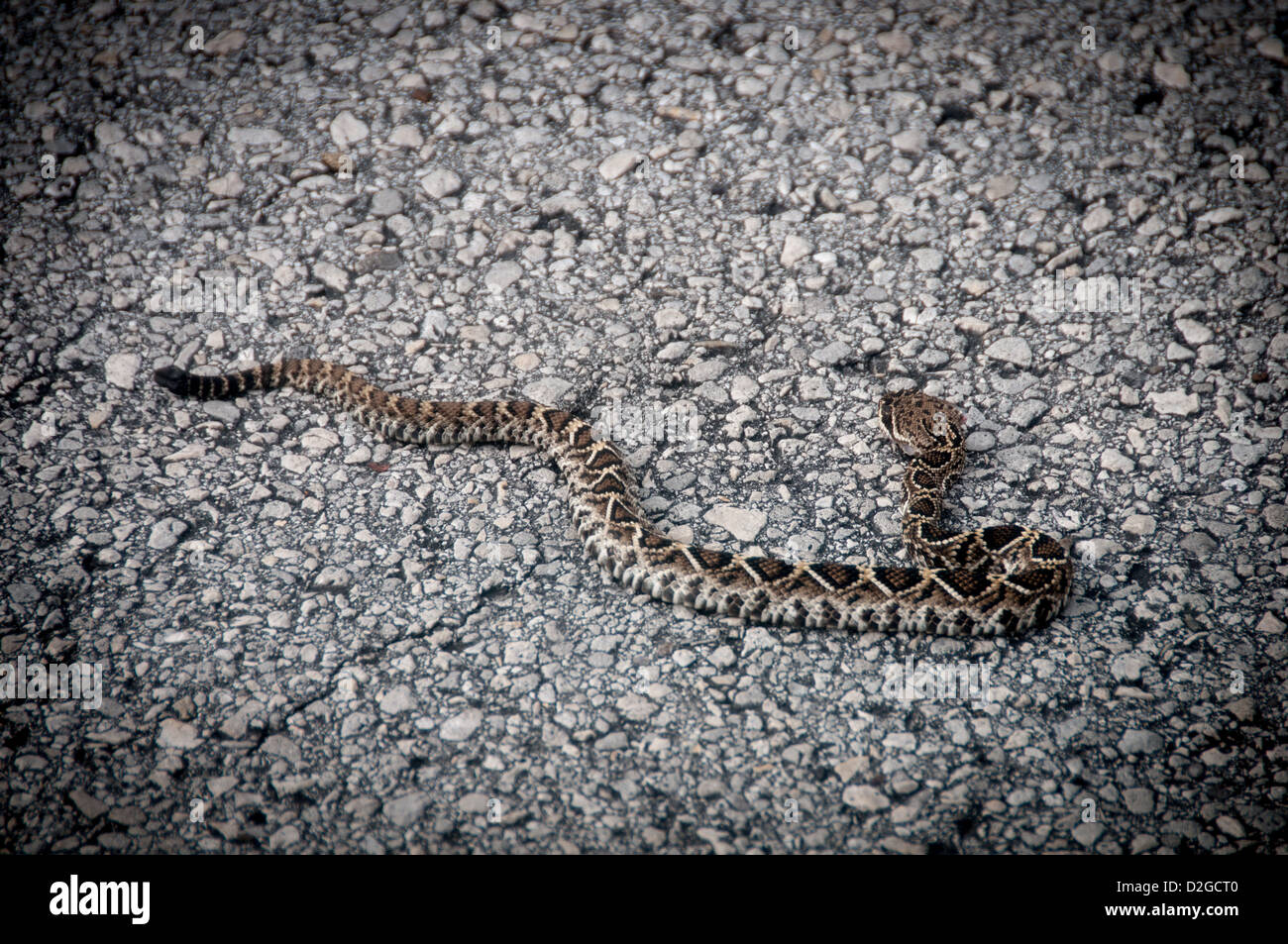 Verletzten Zwerg Klapperschlange auf Straße bei Walsingham County Park. Stockfoto