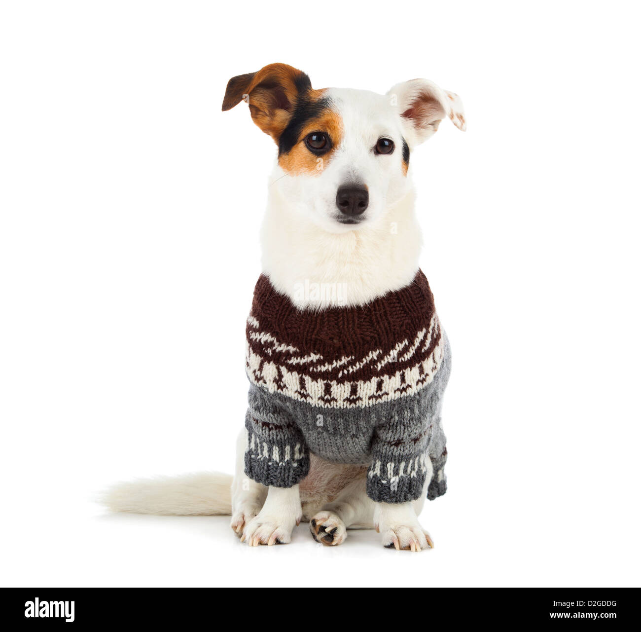 Jack Russell sitzend mit Pullover auf weißem Hintergrund Stockfoto