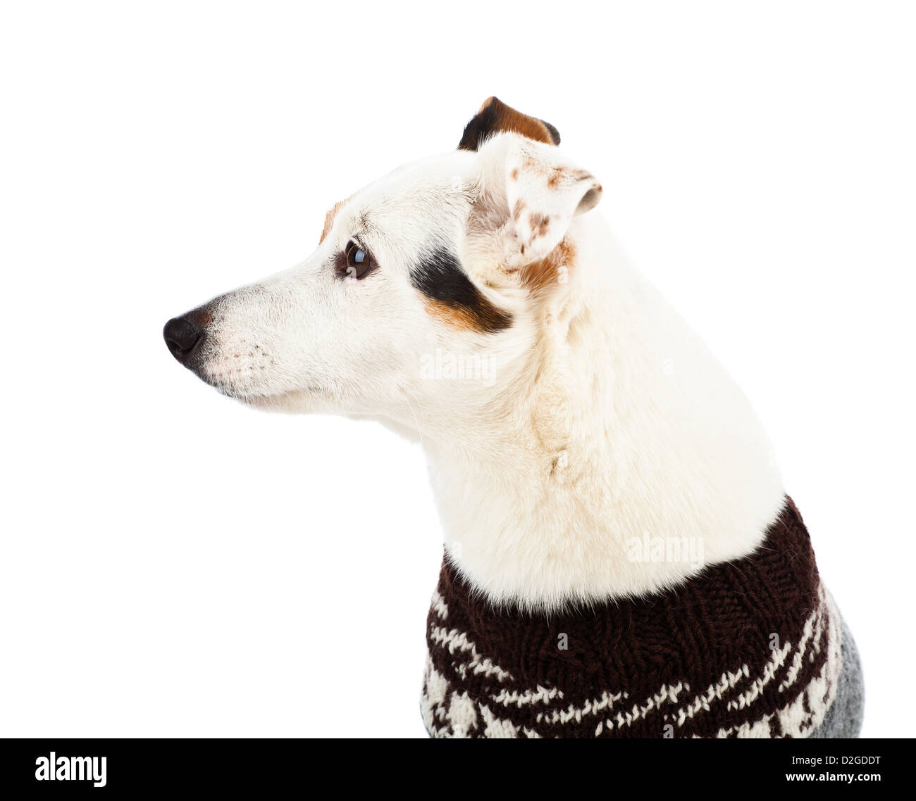 Jack Russell sitzend mit Pullover auf weißem Hintergrund Stockfoto