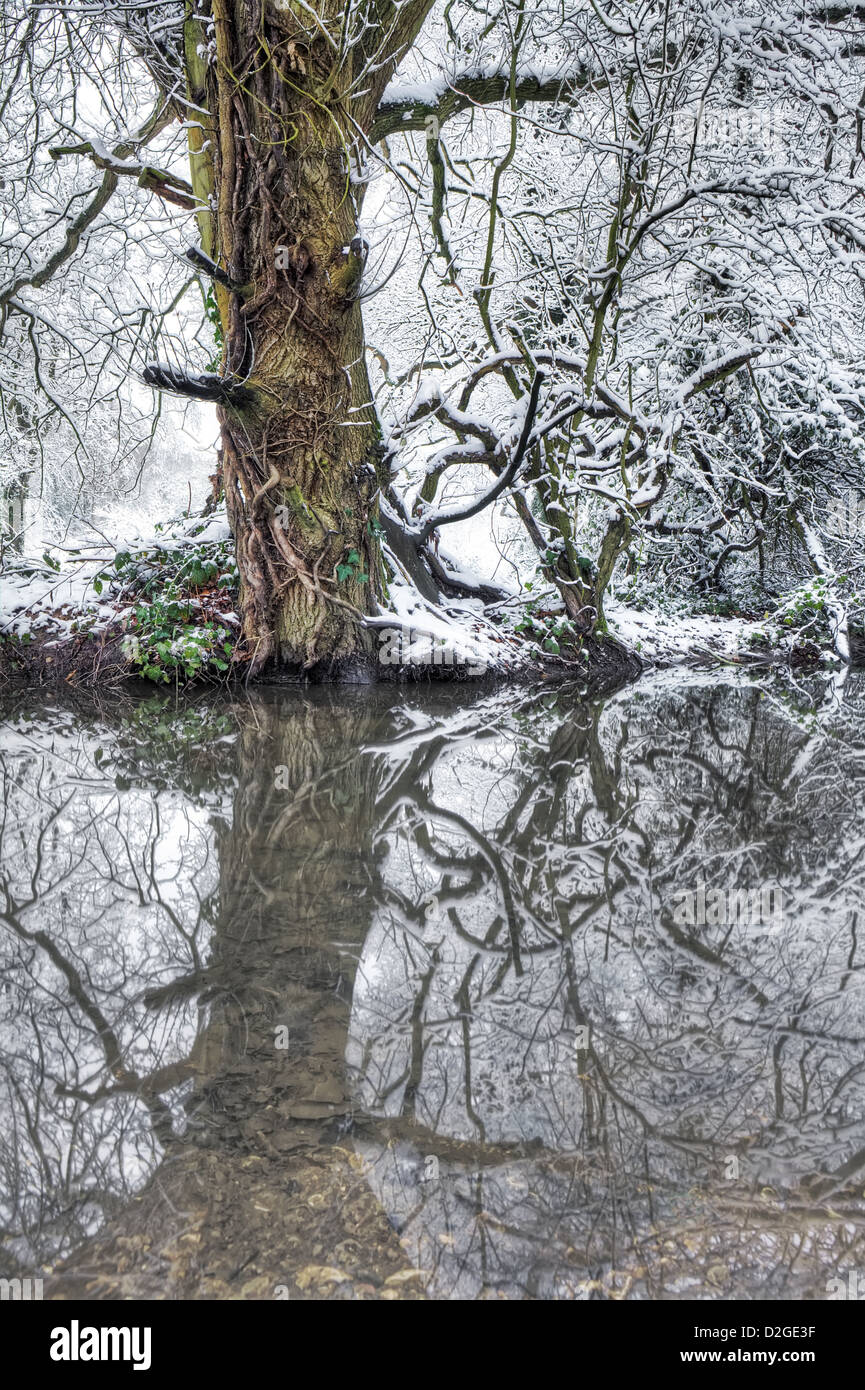 Schöne winterliche Landschaft mit Baum Reflexion über Wasser Stockfoto