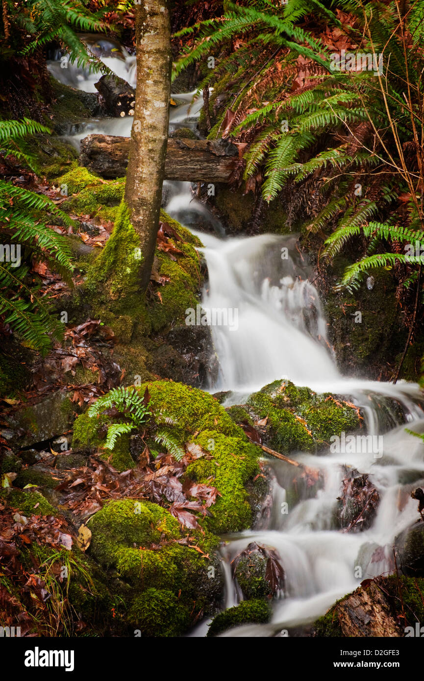 Winter-Creek. Eine schöne fließende Winter Creek mit bemoosten Felsen und grünen Farnen schlängelt sich dem Weg zu dem Puget Sound, Washington. Stockfoto