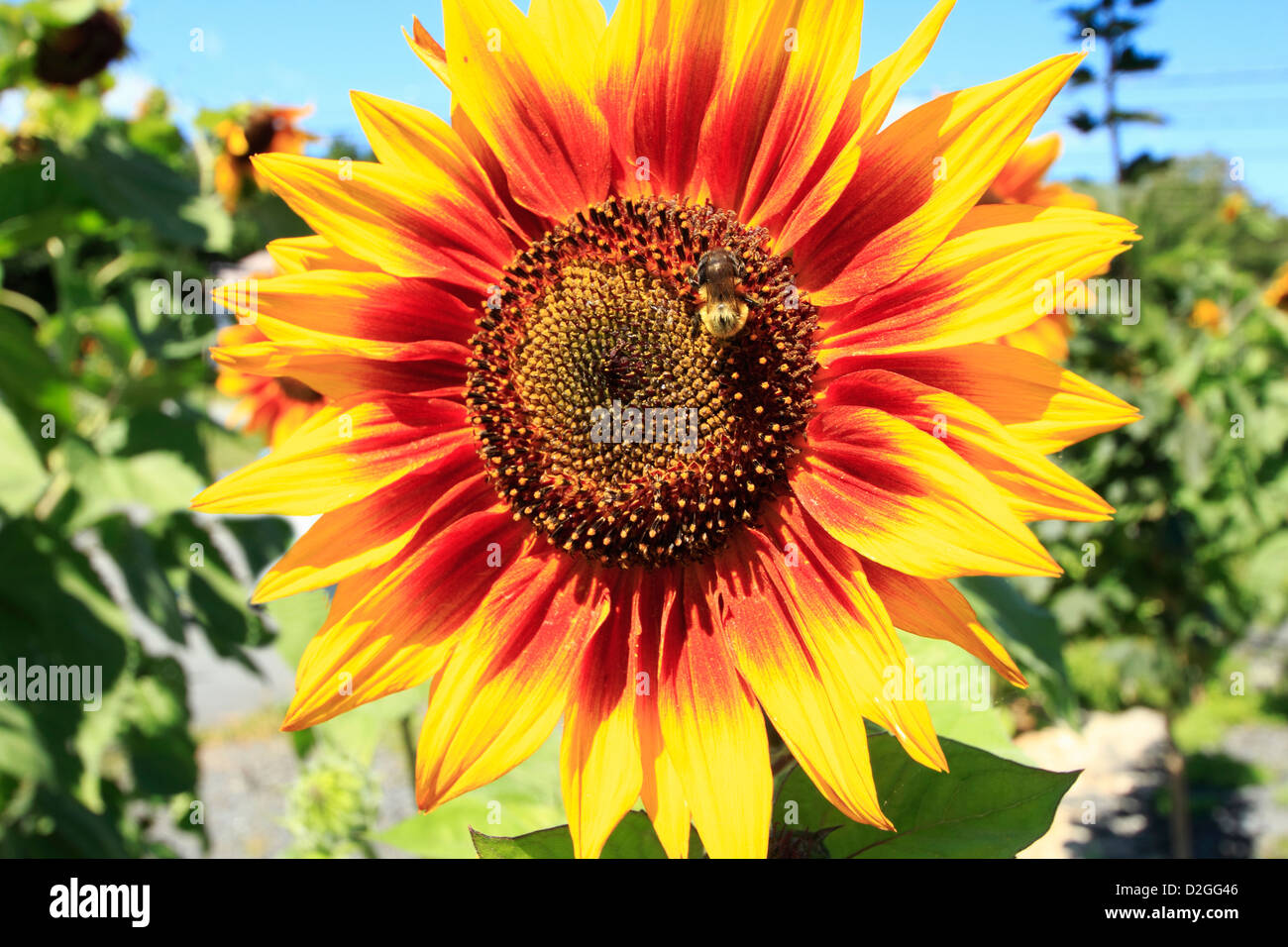 Eine Sonnenblume Kopf mit einer Biene auf Sie Stockfoto