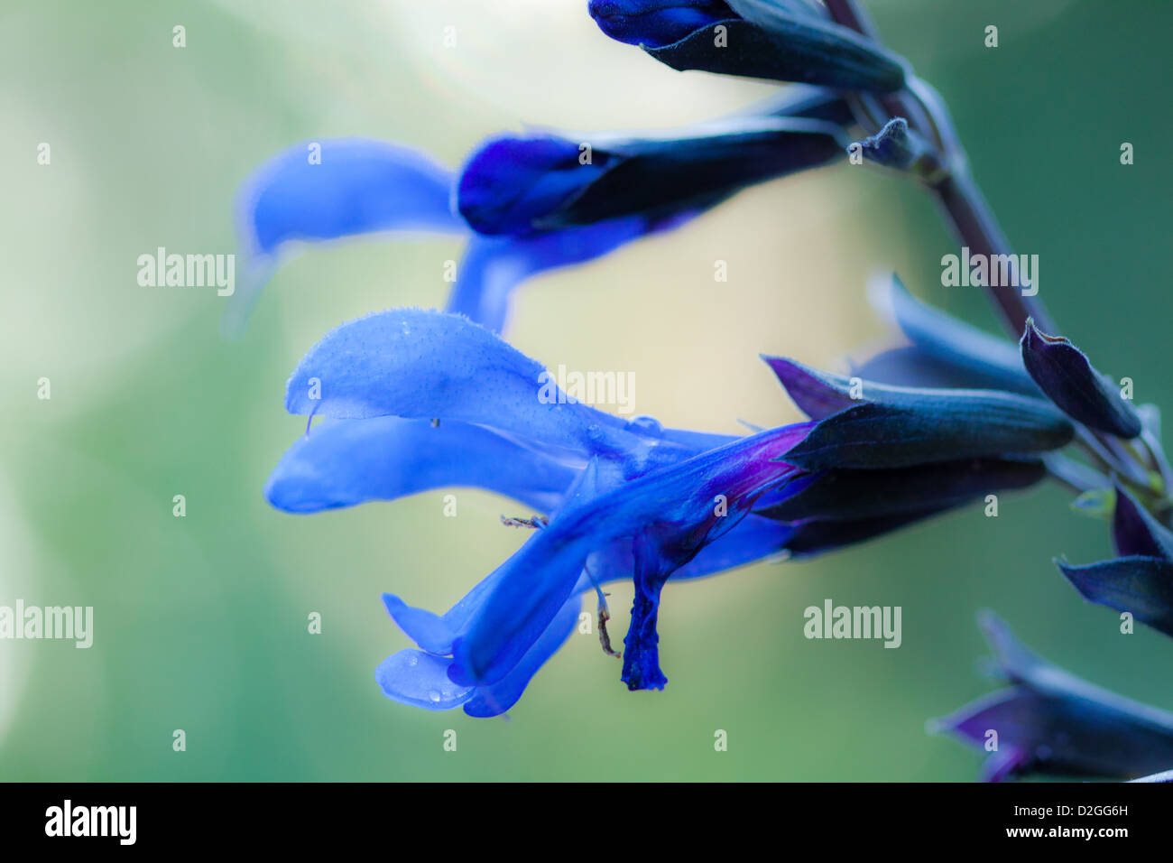Salvia spathacea Fotos und Bildmaterial in hoher Auflösung Alamy