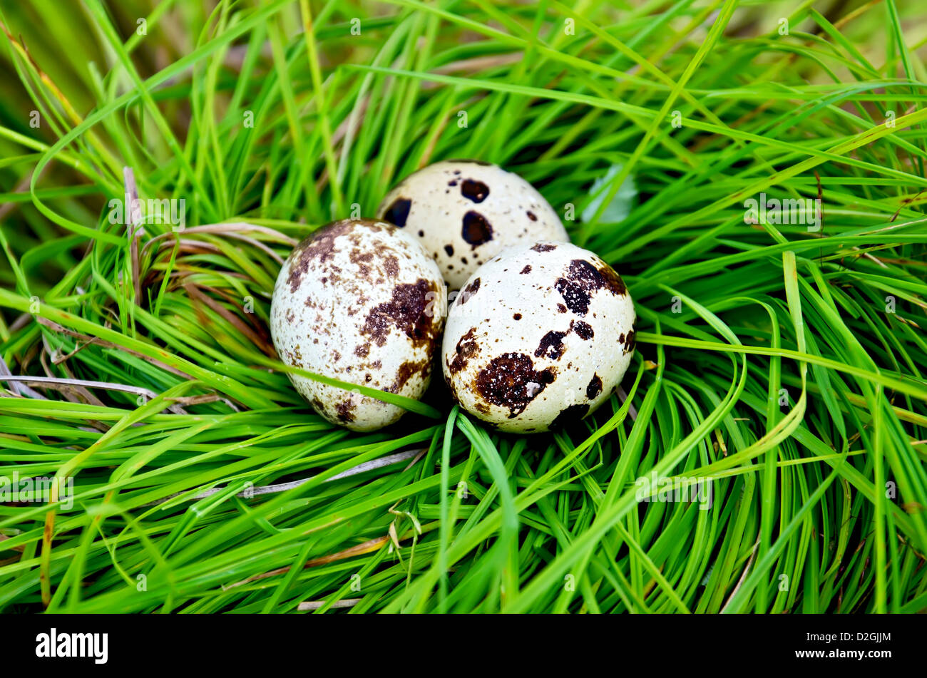 Drei entdeckt Wachtel Eiern in ein Nest von grünen Rasen Stockfoto