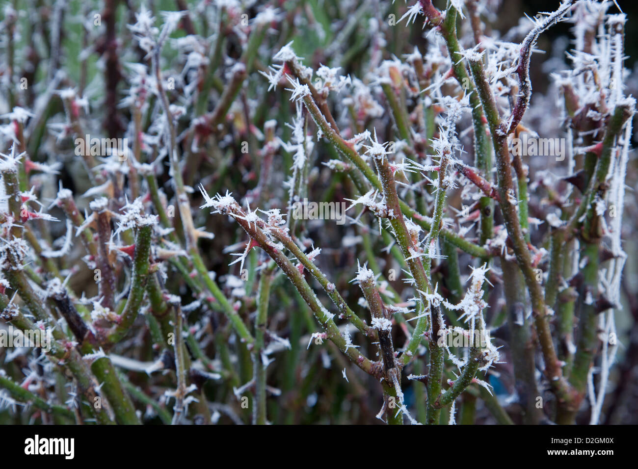 Garten-Rosen im Winter in einer frostigen Raureif bedeckt Stockfoto