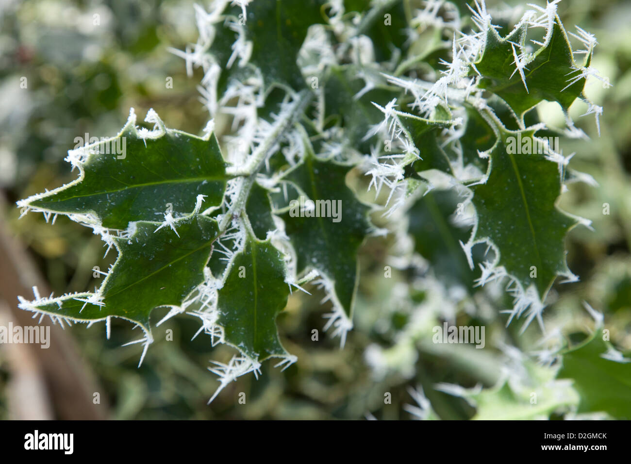 Evergreen gefrostet Holly Stockfoto