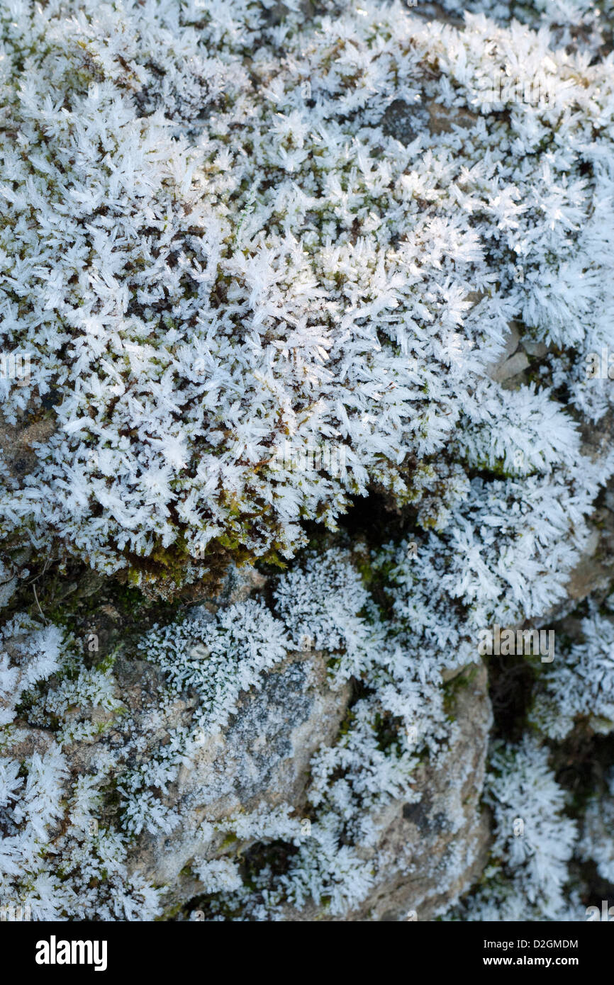 Frostigen Eiskristalle abdecken Moos auf trockenen Stein Wand in englischen Landschaft im winter Stockfoto