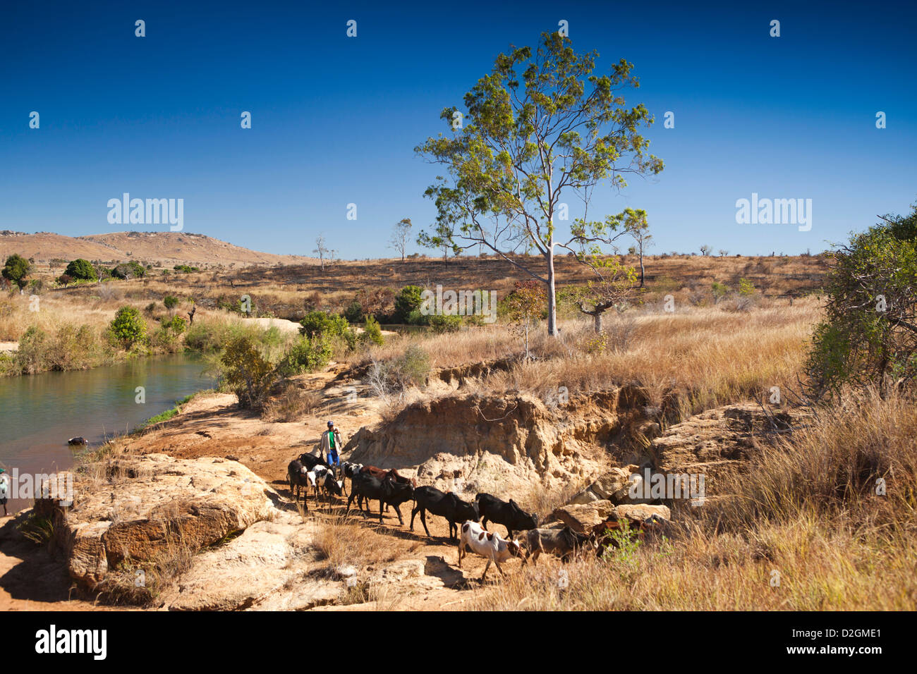 Madagaskar, Ihosy, Betsileo Stamm Hirten Viehtreiber Zebu Flussufer Stockfoto