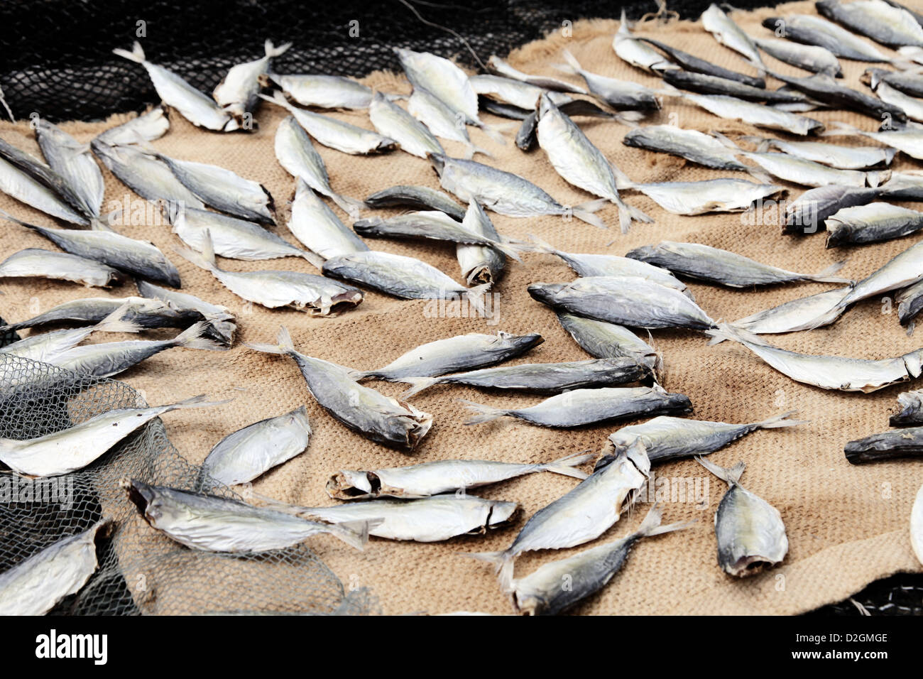 Es ist ein Foto von vielen Fischen als trocken unter der Sonne und der IND., ist es zur Vorbereitung Verkauf trocken bekommen. Ist ist im Hafen Stockfoto