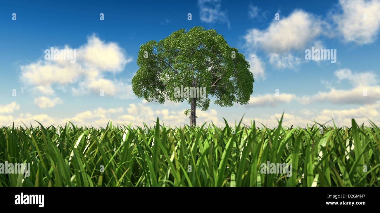 Isolierte Baum in einer Wiese aus niedrigen Sicht mit enger Rasen und schöne Wolken im Hintergrund betrachtet. Stockfoto
