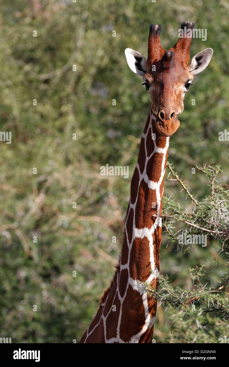 Netzartige Giraffe, Samburu National Reserve, Kenia. Stockfoto
