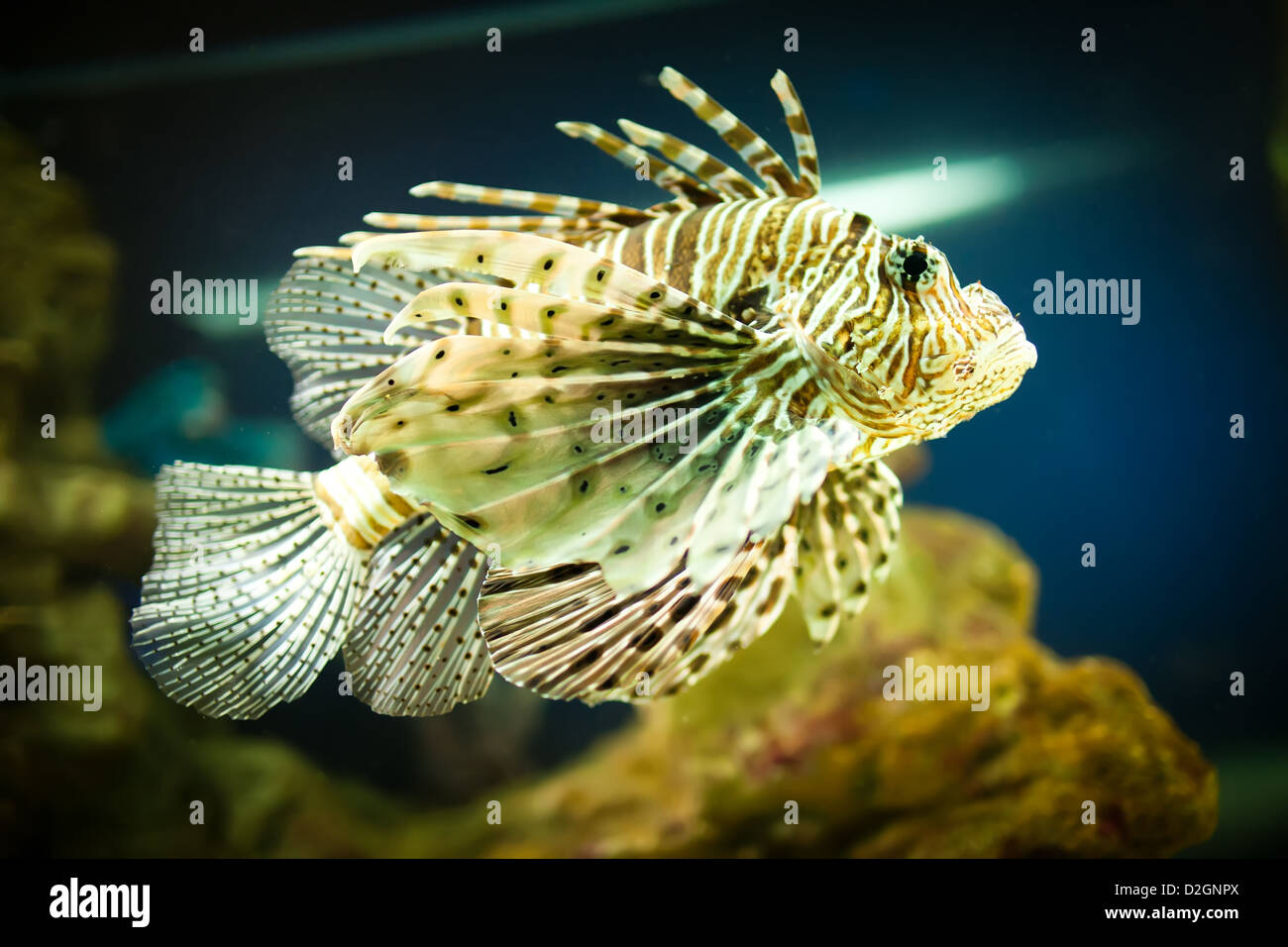 Pterois Radiata in einem Aquarium auf grünem Hintergrund Stockfoto