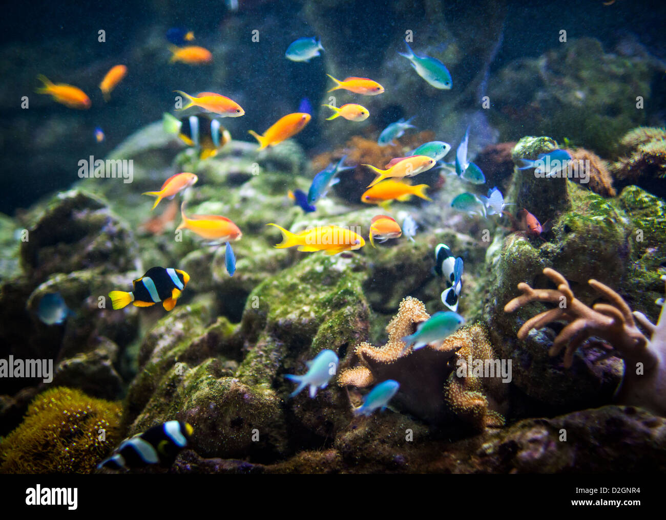 Fische in einem Aquarium... Stockfoto