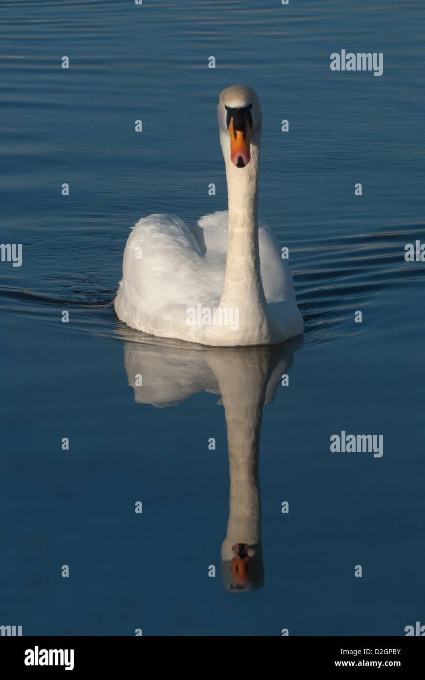 Erwachsenen Höckerschwan Schwimmen mit Reflexion Stockfoto