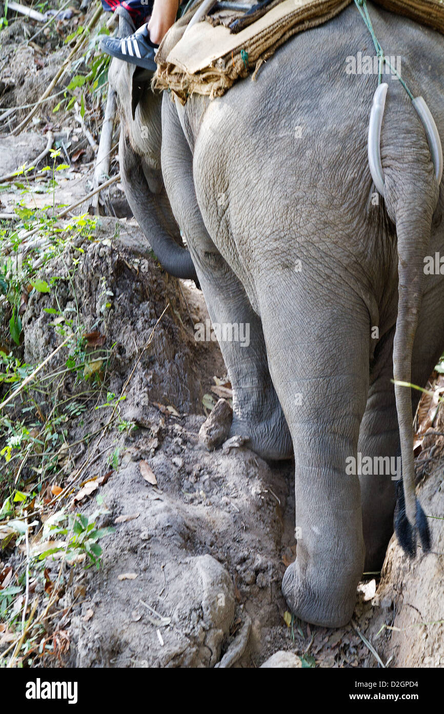 Elefant mit Touristen auf einem Berg Stockfoto