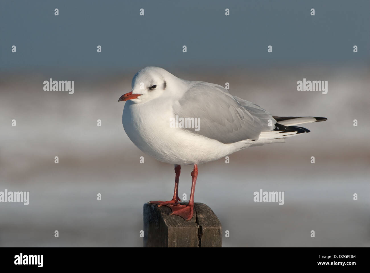 Lachmöwe gehockt Post im winter Stockfoto