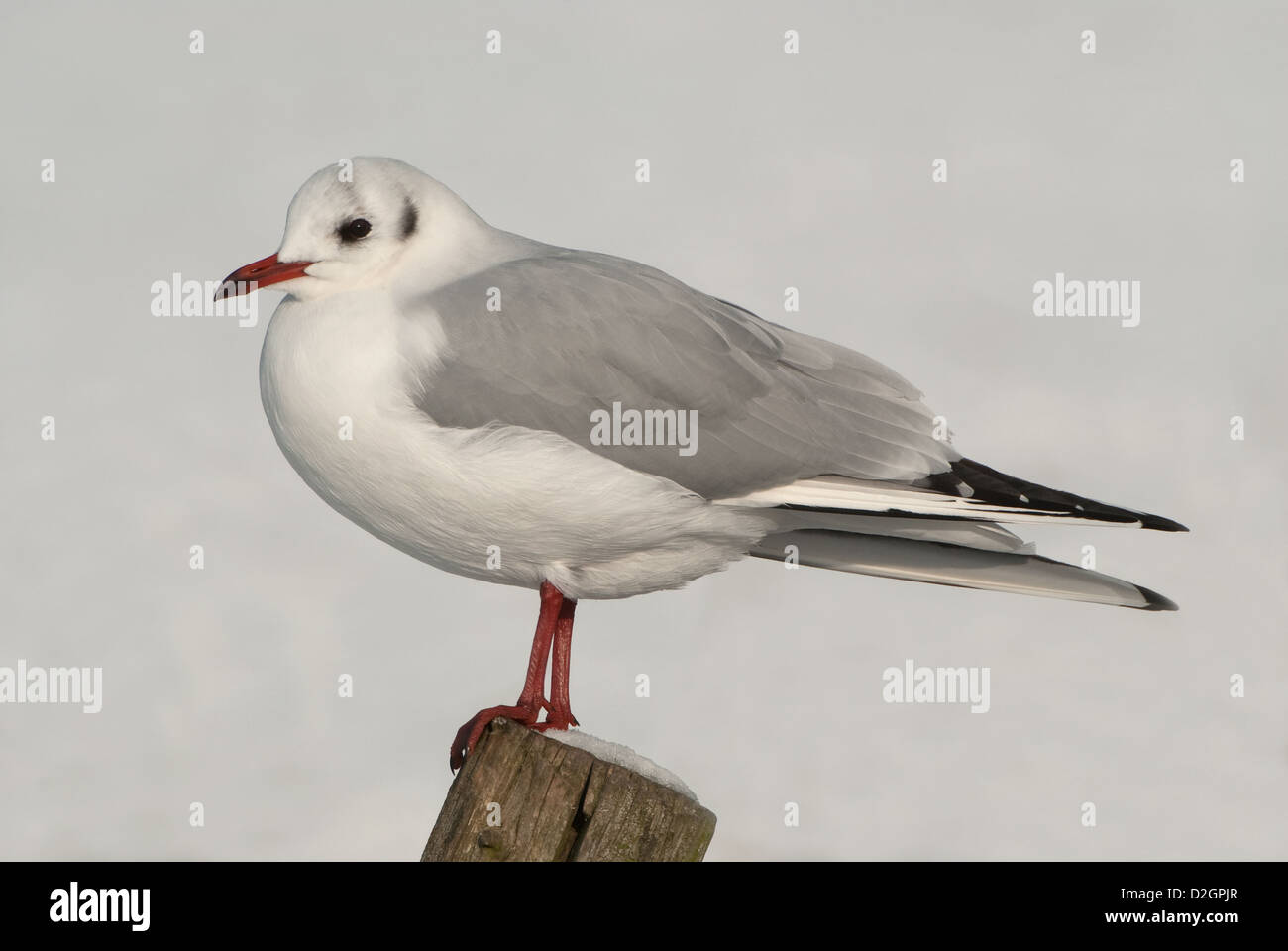 Lachmöwe gehockt Post im Winterschnee Stockfoto