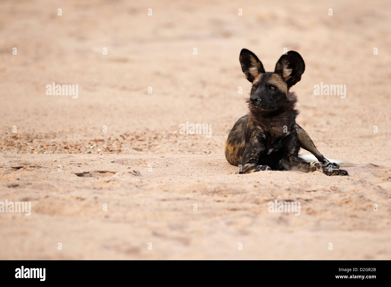 Wildhund, Mana Pools Nationalpark, Zimbabwe, Simbabwe, im Flussbett liegen. Stockfoto
