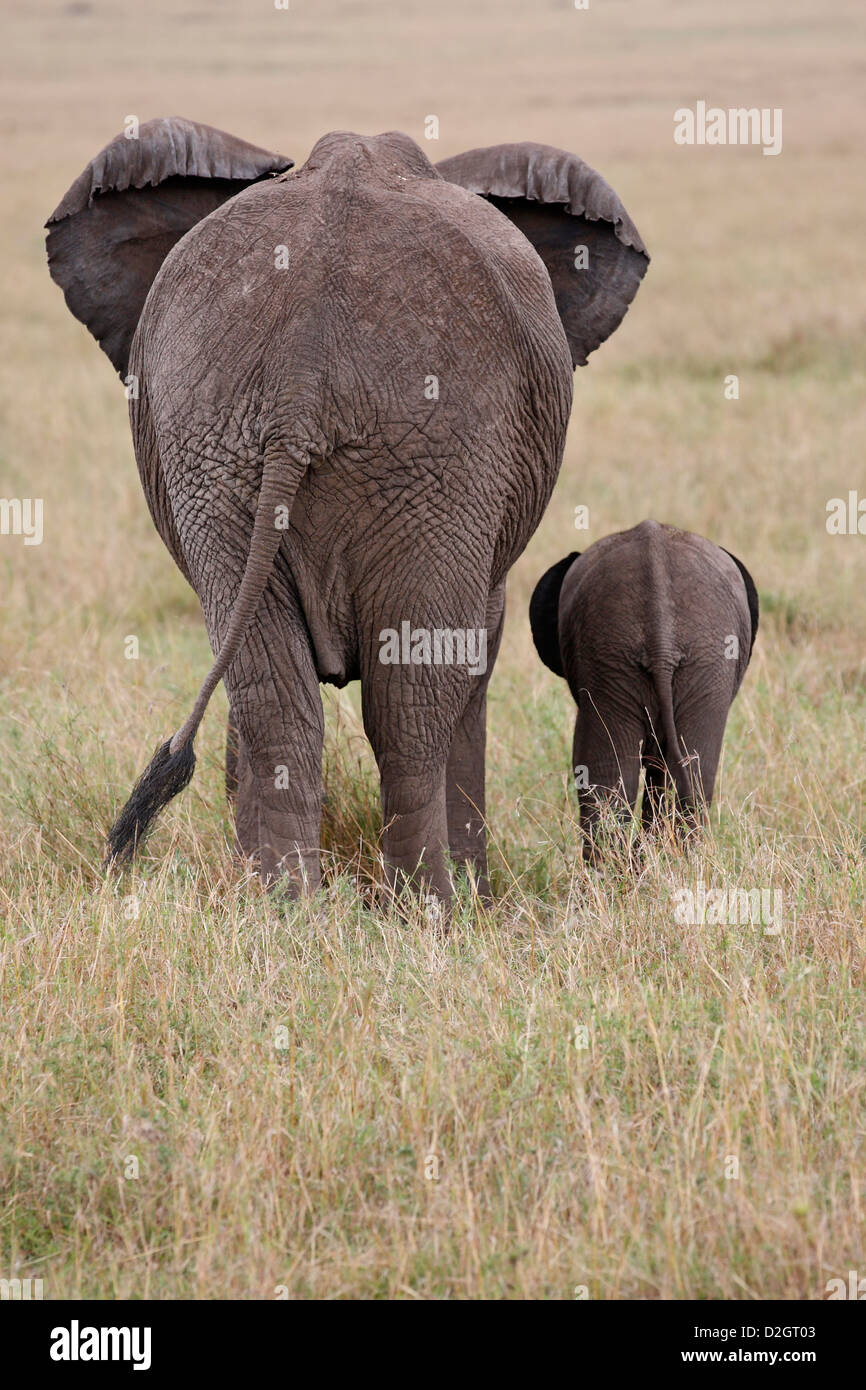 Baby Elefant Stockfotos Baby Elefant Bilder Alamy