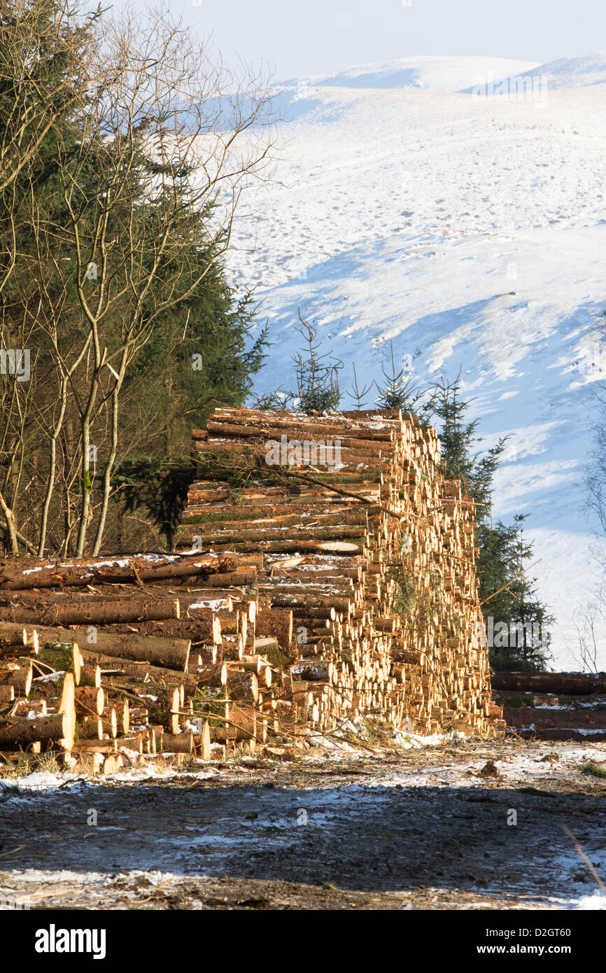 24. Januar 2013, mid Wales, UK. Waldarbeit und Protokollierung weiter auf einer Anhöhe, trotz der eisigen Temperaturen, wenn das Leben wieder wird normal in Ceredigion nach vielen Tagen des schlechten Wetters, die weit verbreitete Probleme verursacht. Stockfoto