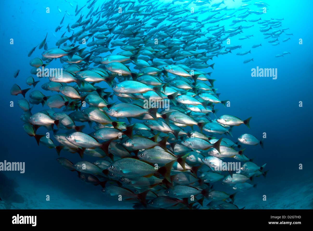 Golden Snapper Lutjanus Inermis, Isla del Caño, Corcovado Nationalpark, Costa Rica, Mittelamerika, Pazifik Stockfoto