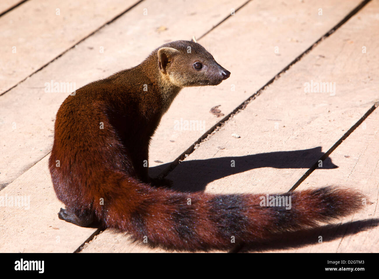 Madagaskar, Ranomafana Nationalpark, Wildtiere, Ring Tailed Mongoose, Galidia Elegans Stockfoto