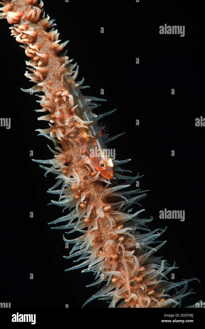 Peitsche Korallen Zwerg Grundel Bryaninops Yongei auf einem Whip Coral Cirrhipathes SP. Loloata, zentrale Provence, Papua Neuguinea, Coral Sea Stockfoto