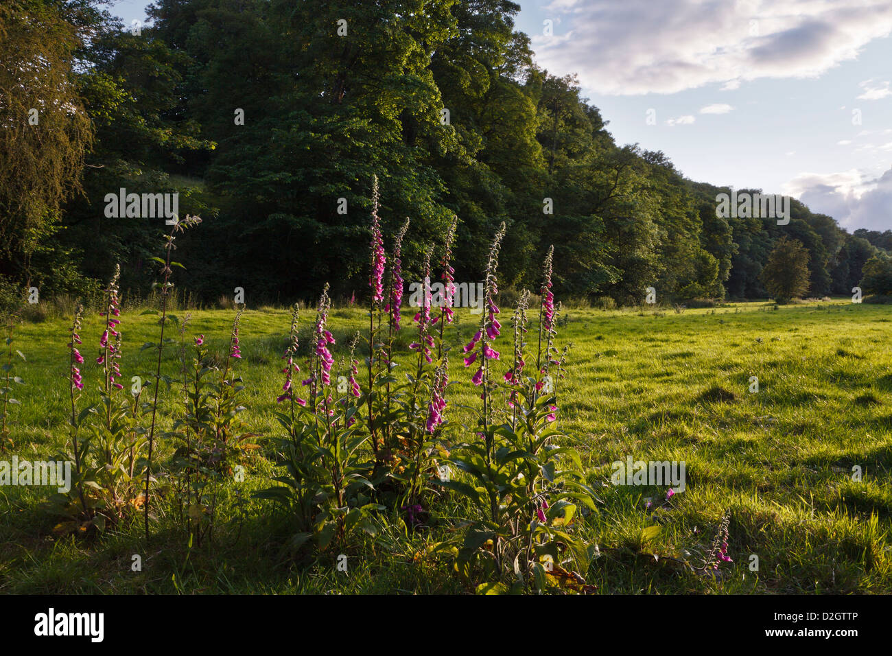 Fingerhut wächst in Pentre Wood, Bronygarth, Shropshire, England Stockfoto