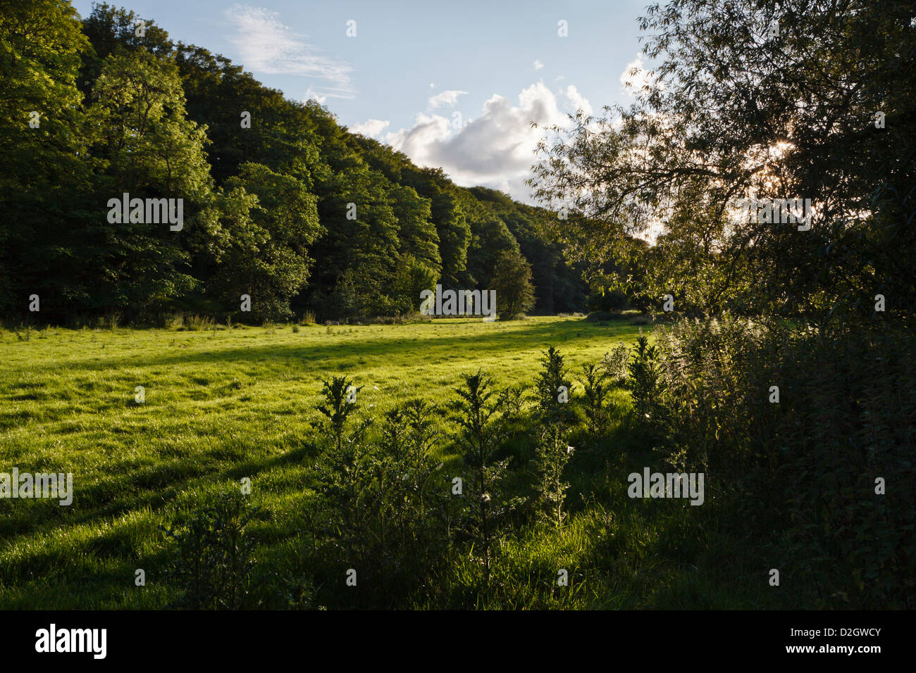 Pentre Wood von den Ufern des Flusses Ceiriog, Bronygarth, Shropshire, England Stockfoto