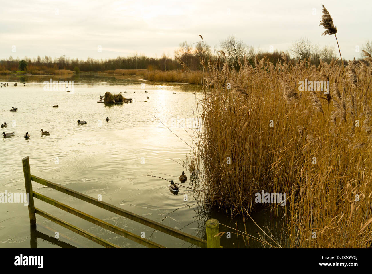 Winterliche lakeside Szene. See und Schilf im Winter bei Rushcliffe Country Park, dem Ruddington, Nottinghamshire, England, Großbritannien Stockfoto