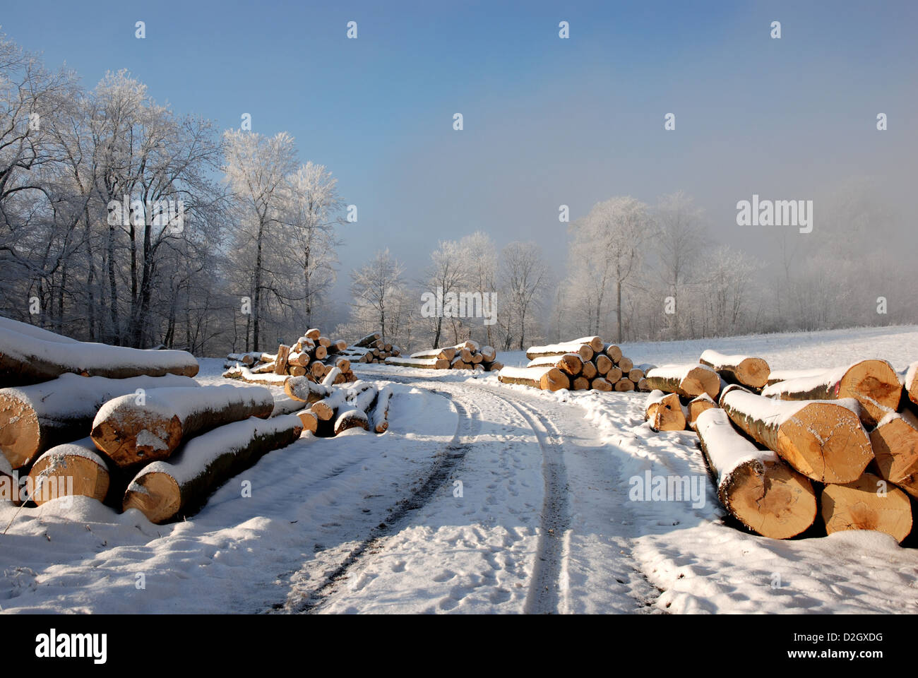 Baumstämme in den Schnee in Beuren, Schwäbische Alb, Baumstämme Im Schnee Bei Beuren, Schwäbische Alb Stockfoto