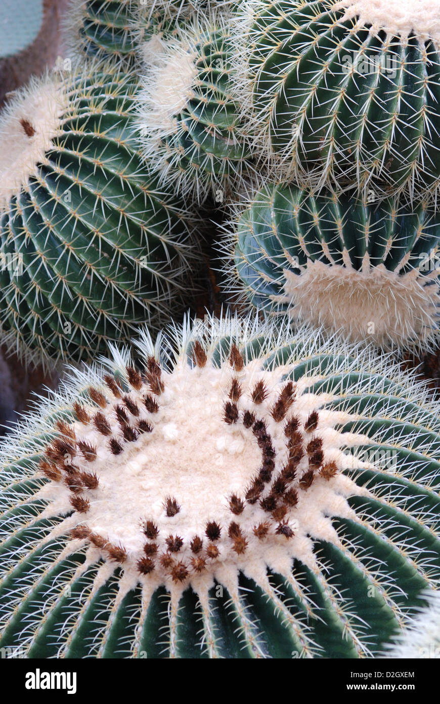 Golden Barrel Cactus (Echinocactus Grusonii), Goldkugelkaktus (Echinocactus Grusonii) Stockfoto